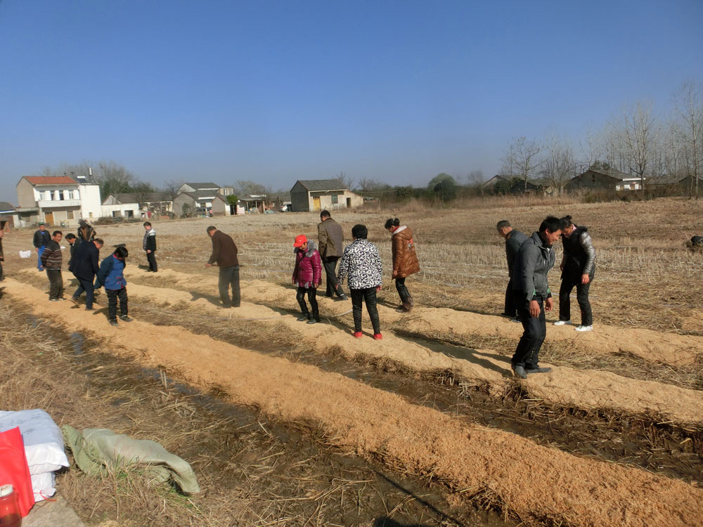 安徽天都灵芝制品公司—丁教授指导技术