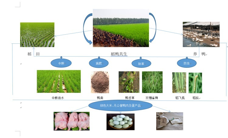 春生农业特色稻鸭共生——春生稻鸭