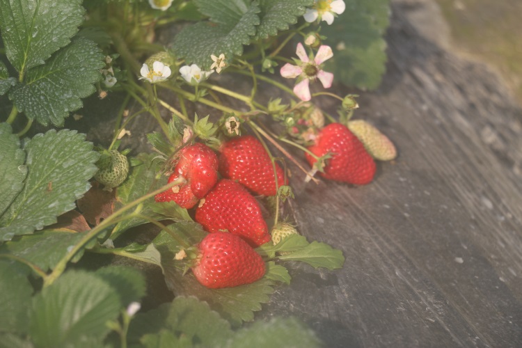 春生农家水果——大棚草莓