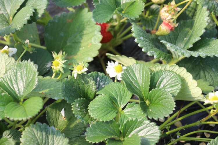 春生农家水果——大棚草莓