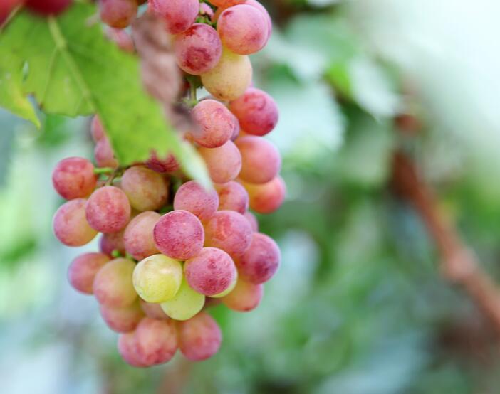 合肥佳和美果蔬专业合作社——红巴莉葡萄