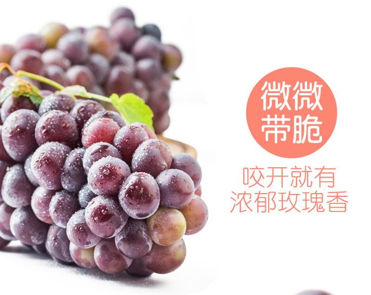 长丰县家乡情葡萄专业合作社——巨玫瑰葡萄