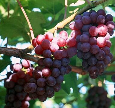 合肥佳和美果蔬专业合作社——盆栽葡萄