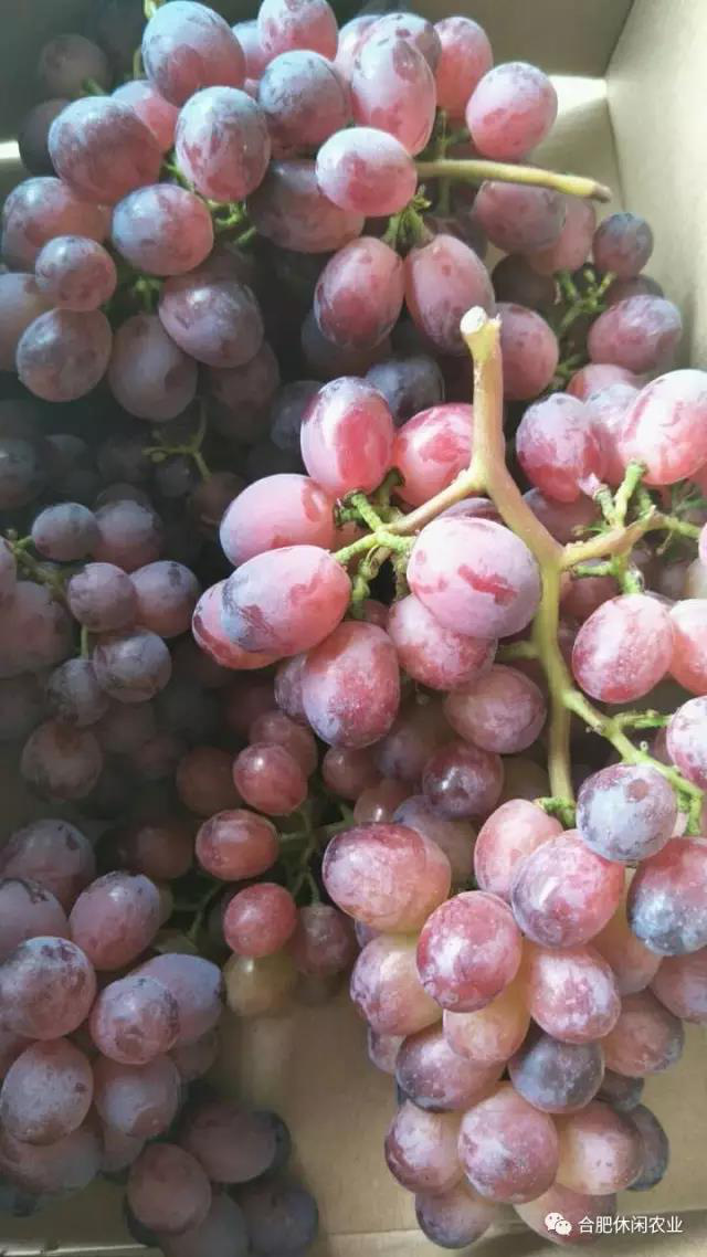 【小浓推荐】佳和美葡萄庄园除了红巴莉葡萄，原来还有这么多好玩的，快去看看！