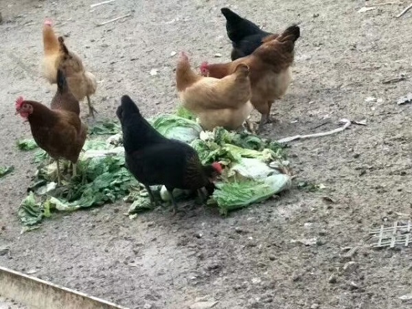 蔬菜叶子喂养土鸡