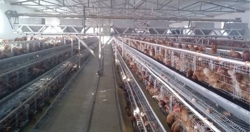 肉鸡笼养的技术要点与推广应用