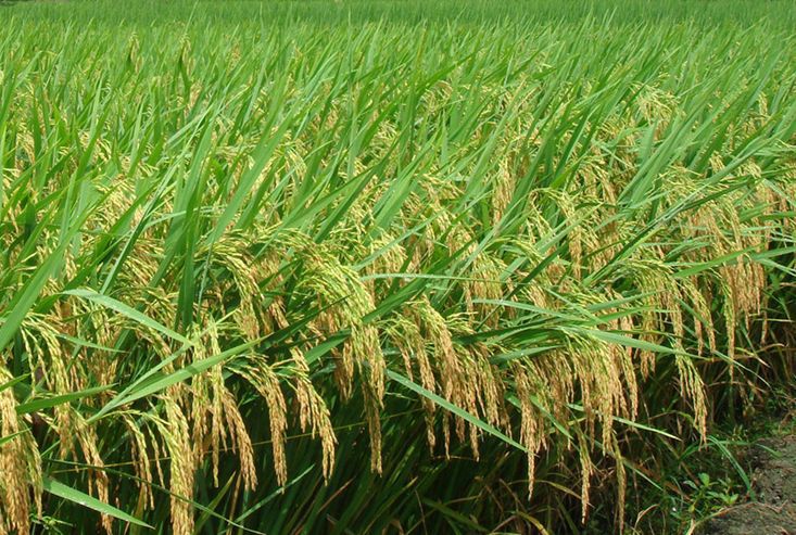 北作201水稻品种图片